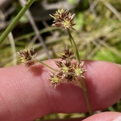 Luzula meridionalis (Common Woodrush) at Cotter River, ACT - 7 Oct 2023 by Tapirlord