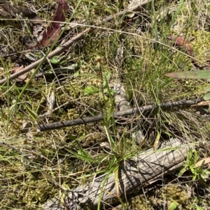 Luzula meridionalis at Namadgi National Park - 7 Oct 2023