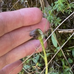 Pterostylis pedunculata (Maroonhood) at Namadgi National Park - 7 Oct 2023 by Tapirlord