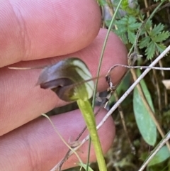 Pterostylis pedunculata at Namadgi National Park - suppressed