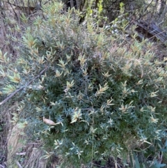 Acrotriche leucocarpa (Tall Acrotriche) at Cotter River, ACT - 7 Oct 2023 by Tapirlord