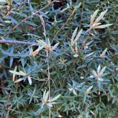 Acrotriche leucocarpa at Namadgi National Park - 7 Oct 2023