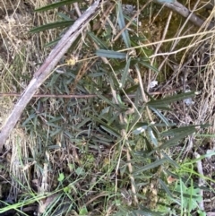 Olearia erubescens (Silky Daisybush) at Cotter River, ACT - 7 Oct 2023 by Tapirlord