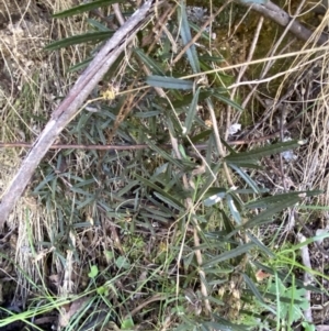 Olearia erubescens at Namadgi National Park - 7 Oct 2023