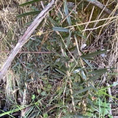 Olearia erubescens (Silky Daisybush) at Namadgi National Park - 7 Oct 2023 by Tapirlord