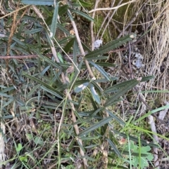 Olearia erubescens at Namadgi National Park - 7 Oct 2023 02:10 PM