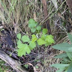 Rubus parvifolius (Native Raspberry) at Cotter River, ACT - 7 Oct 2023 by Tapirlord