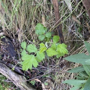 Rubus parvifolius at Namadgi National Park - 7 Oct 2023