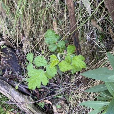 Rubus parvifolius (Native Raspberry) at Namadgi National Park - 7 Oct 2023 by Tapirlord