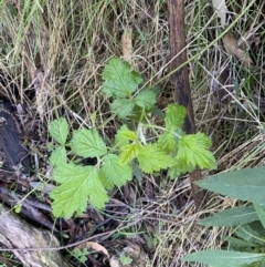 Rubus parvifolius at Namadgi National Park - 7 Oct 2023