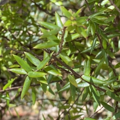 Acrotriche leucocarpa (Tall Acrotriche) at Cotter River, ACT - 7 Oct 2023 by Tapirlord