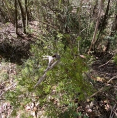 Acrotriche leucocarpa at Namadgi National Park - 7 Oct 2023 02:01 PM