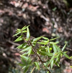 Acrotriche leucocarpa at Namadgi National Park - 7 Oct 2023