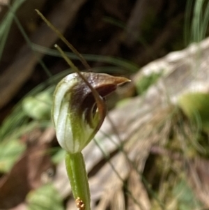 Pterostylis pedunculata at Namadgi National Park - suppressed