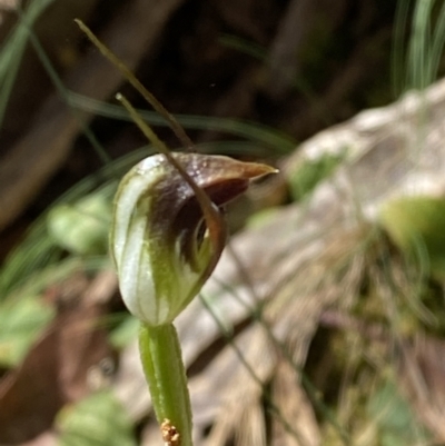Pterostylis pedunculata (Maroonhood) at Cotter River, ACT - 7 Oct 2023 by Tapirlord