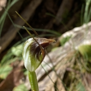 Pterostylis pedunculata at Namadgi National Park - 7 Oct 2023