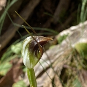 Pterostylis pedunculata at Namadgi National Park - suppressed