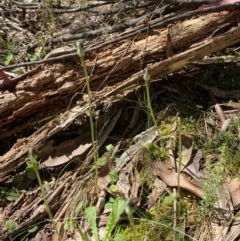 Pterostylis pedunculata at Namadgi National Park - suppressed