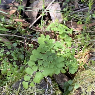 Adiantum aethiopicum (Common Maidenhair Fern) at Cotter River, ACT - 7 Oct 2023 by Tapirlord
