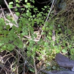 Adiantum aethiopicum at Namadgi National Park - suppressed