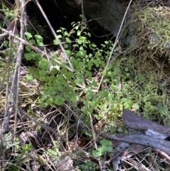 Adiantum aethiopicum at Namadgi National Park - suppressed