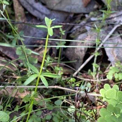 Galium leiocarpum (Maori Bedstraw) at Namadgi National Park - 7 Oct 2023 by Tapirlord