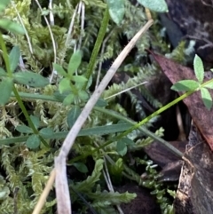 Galium leiocarpum at Namadgi National Park - 7 Oct 2023