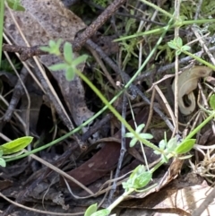 Galium leiocarpum at Namadgi National Park - 7 Oct 2023 01:58 PM