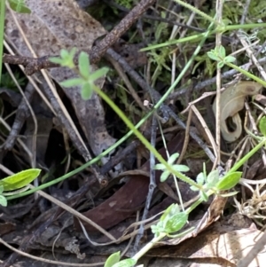 Galium leiocarpum at Namadgi National Park - 7 Oct 2023 01:58 PM