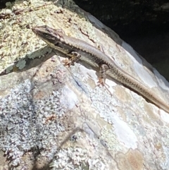 Eulamprus heatwolei (Yellow-bellied Water Skink) at Namadgi National Park - 7 Oct 2023 by Tapirlord