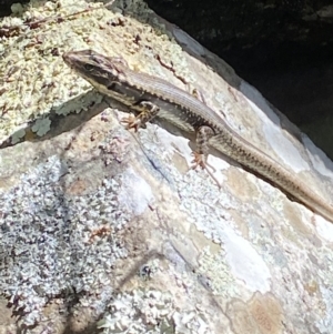 Eulamprus heatwolei at Namadgi National Park - 7 Oct 2023