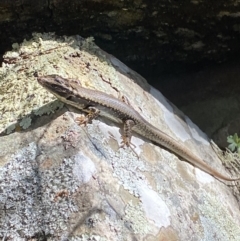 Eulamprus heatwolei at Namadgi National Park - 7 Oct 2023