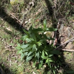 Senecio minimus (Shrubby Fireweed) at Cotter River, ACT - 7 Oct 2023 by Tapirlord