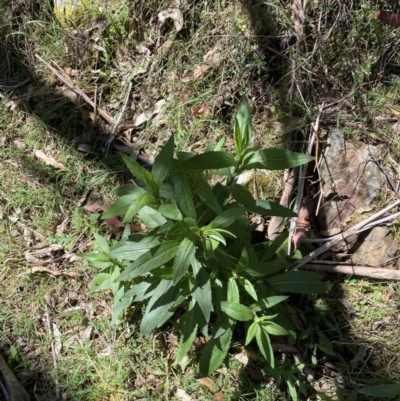 Senecio minimus (Shrubby Fireweed) at Namadgi National Park - 7 Oct 2023 by Tapirlord