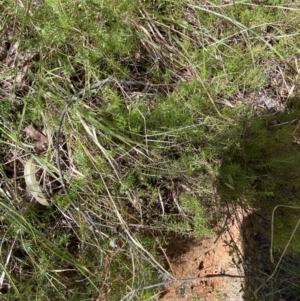 Acrotriche serrulata at Namadgi National Park - 7 Oct 2023