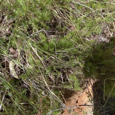 Acrotriche serrulata (Ground-berry) at Cotter River, ACT - 7 Oct 2023 by Tapirlord