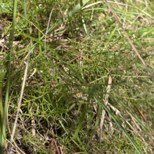 Acrotriche serrulata at Namadgi National Park - 7 Oct 2023