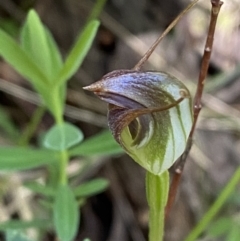 Pterostylis pedunculata (Maroonhood) at Namadgi National Park - 7 Oct 2023 by Tapirlord