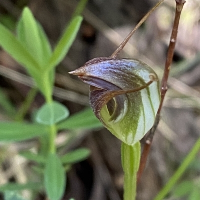 Pterostylis pedunculata (Maroonhood) at Cotter River, ACT - 7 Oct 2023 by Tapirlord