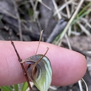 Pterostylis pedunculata at Namadgi National Park - suppressed