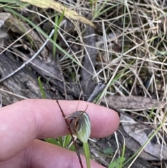 Pterostylis pedunculata at Namadgi National Park - suppressed