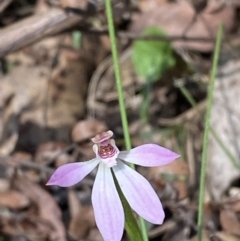 Caladenia carnea (Pink Fingers) at Cotter River, ACT - 7 Oct 2023 by Tapirlord