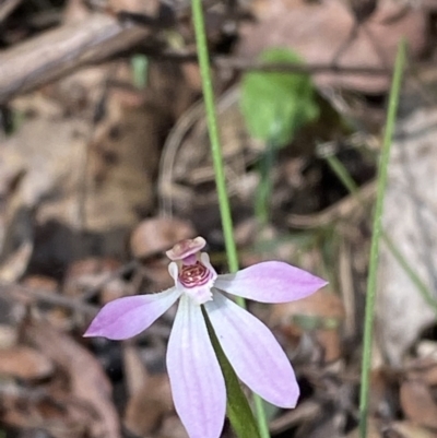 Caladenia carnea (Pink Fingers) at Cotter River, ACT - 7 Oct 2023 by Tapirlord