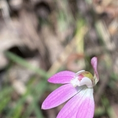 Caladenia carnea at Namadgi National Park - 7 Oct 2023