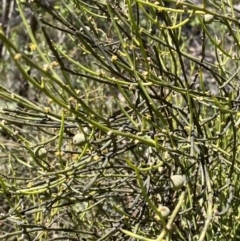 Omphacomeria acerba (Leafless Sour-bush) at Cotter River, ACT - 7 Oct 2023 by Tapirlord