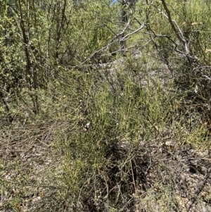 Omphacomeria acerba at Namadgi National Park - 7 Oct 2023
