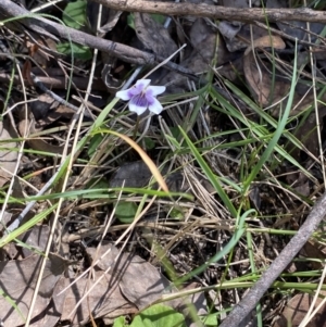 Viola hederacea at Namadgi National Park - 7 Oct 2023