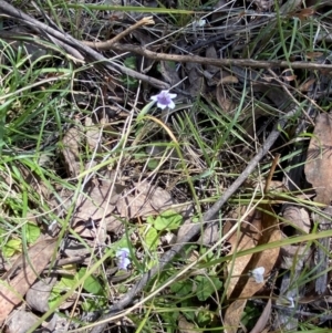 Viola hederacea at Namadgi National Park - 7 Oct 2023