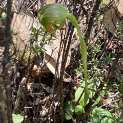 Pterostylis nutans (Nodding Greenhood) at Cotter River, ACT - 7 Oct 2023 by Tapirlord