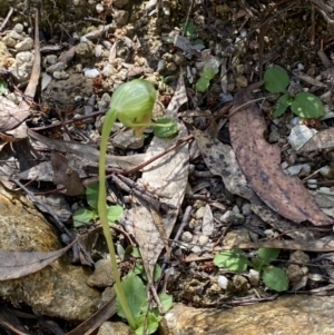 Pterostylis nutans at Namadgi National Park - suppressed